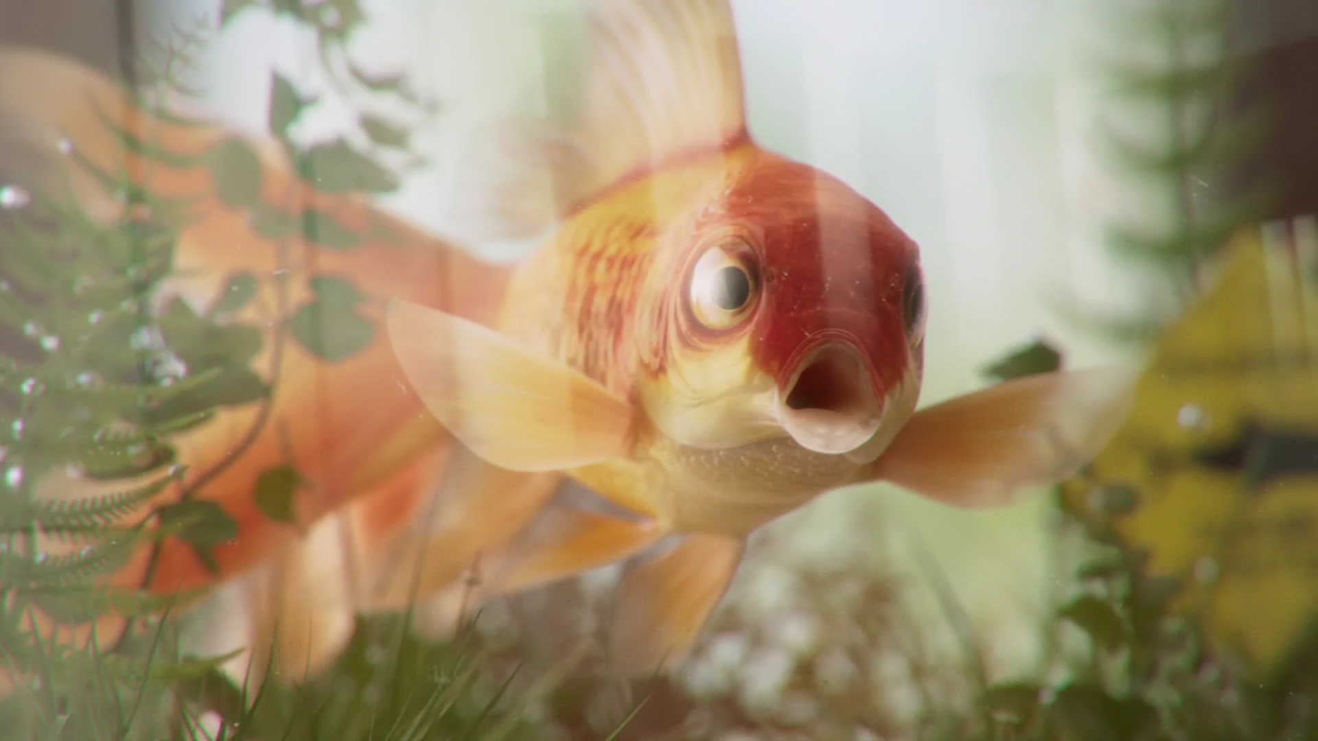 Showroomprivé · Le Poisson : image du film